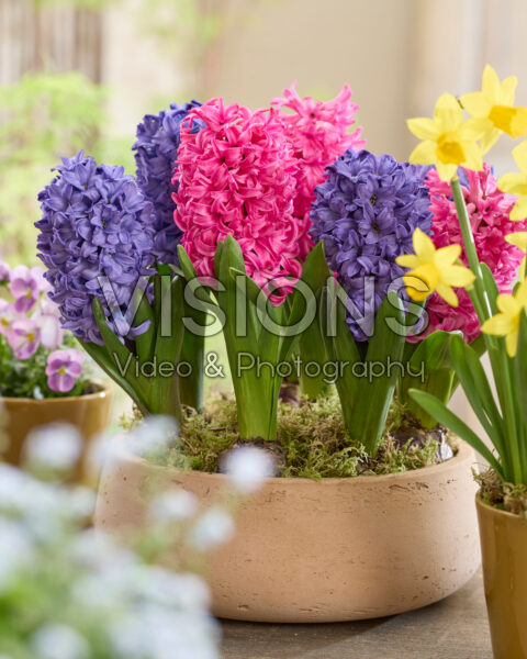Hyacinthus Blue Star, Scarlet Pearl