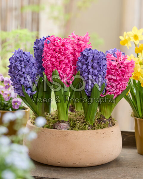 Hyacinthus Blue Star, Scarlet Pearl