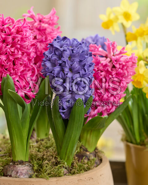Hyacinthus Blue Star, Scarlet Pearl
