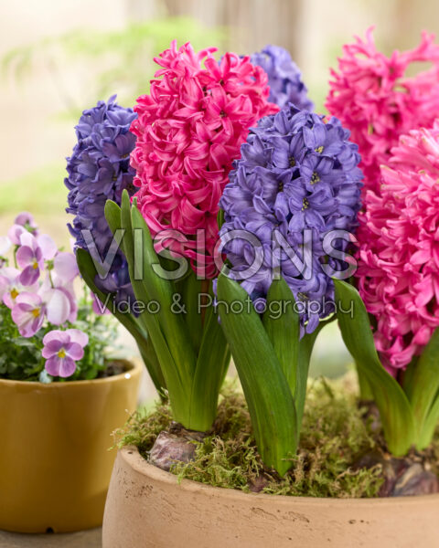 Hyacinthus Blue Star, Scarlet Pearl