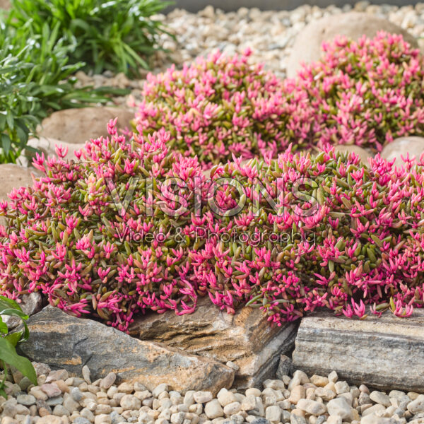 Delosperma Desert Dancers®