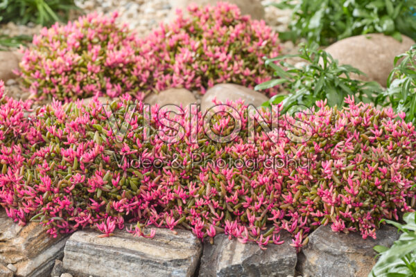Delosperma Desert Dancers®