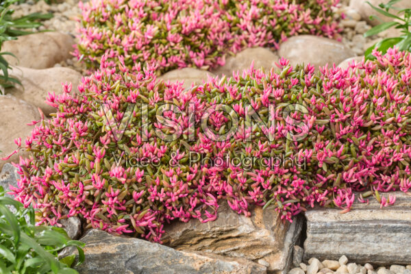 Delosperma Desert Dancers®