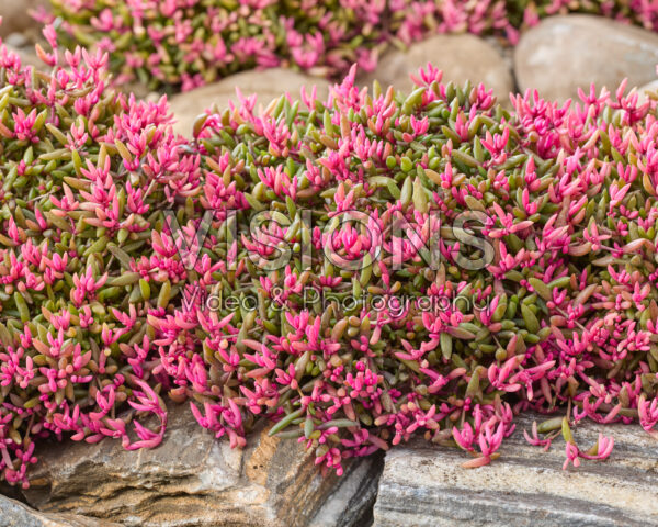 Delosperma Desert Dancers®