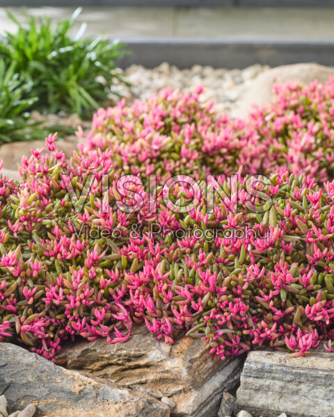 Delosperma Desert Dancers®