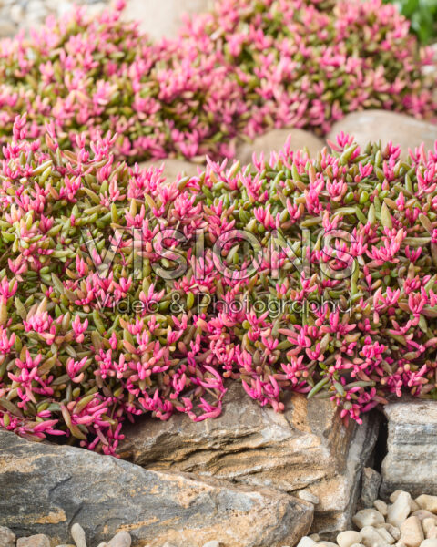 Delosperma Desert Dancers® Delosperma Desert Dancers®