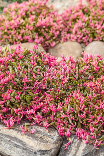 Delosperma Desert Dancers®