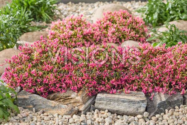 Delosperma Desert DancersĀ® Delosperma Desert DancersĀ®