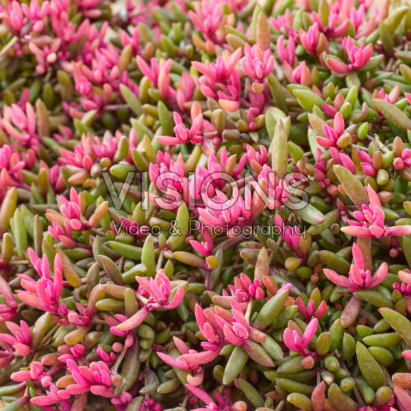 Delosperma Desert Dancers®