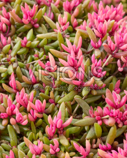 Delosperma Desert Dancers®