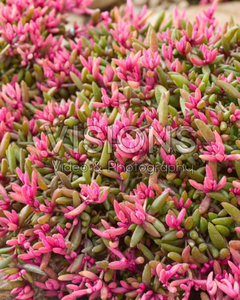 Delosperma Desert Dancers®