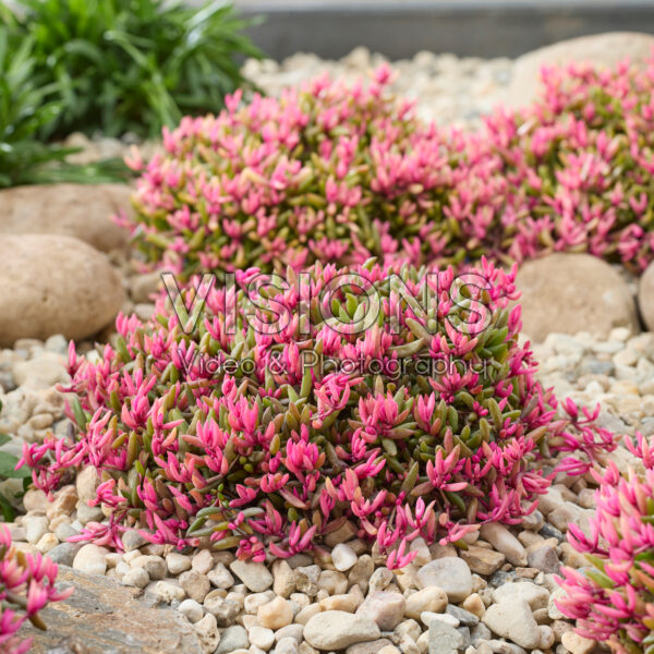 Delosperma Desert Dancers®