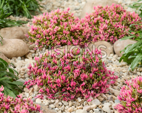 Delosperma Desert Dancers®