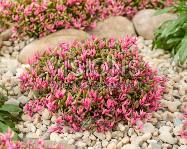 Delosperma Desert Dancers®