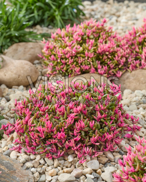 Delosperma Desert Dancers®