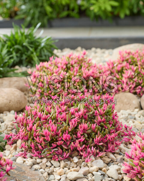 Delosperma Desert DancersĀ® Delosperma Desert DancersĀ®