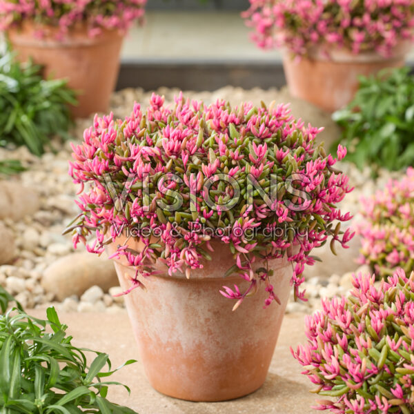 Delosperma Desert Dancers®