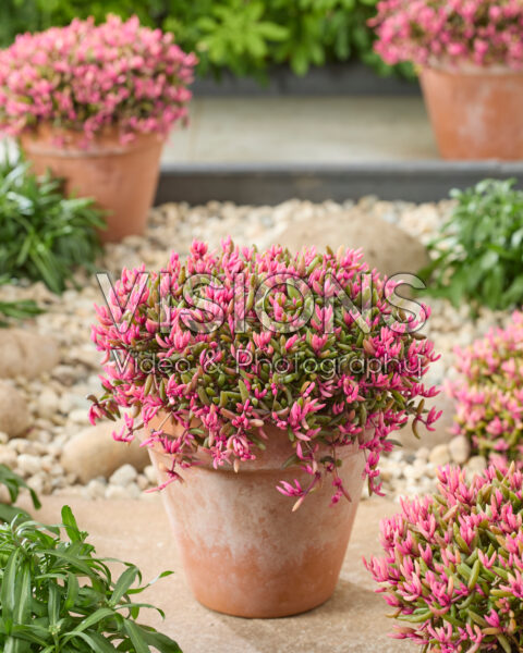 Delosperma Desert Dancers®