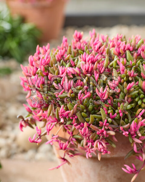 Delosperma Desert Dancers® Delosperma Desert Dancers®