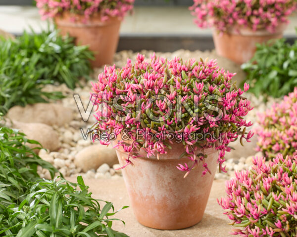 Delosperma Desert Dancers® Delosperma Desert Dancers®