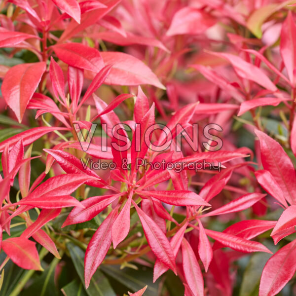Pieris Pink Forest