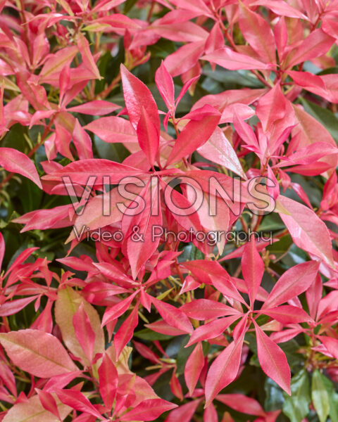 Pieris Pink Forest
