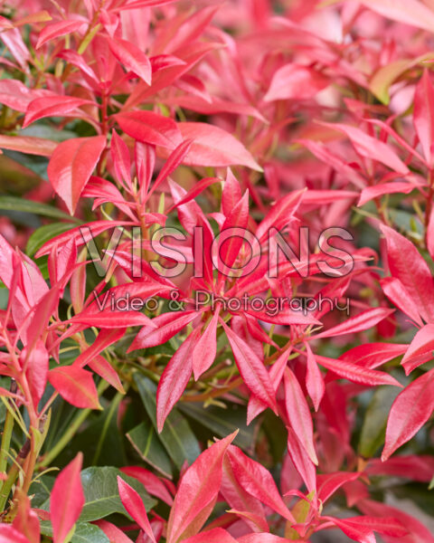 Pieris Pink Forest