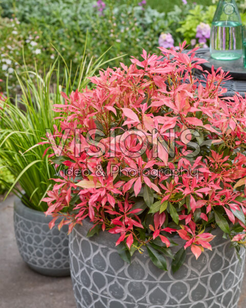 Pieris Pink Forest