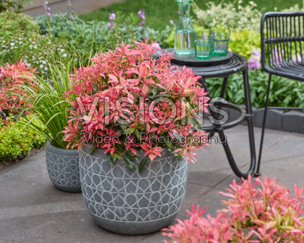 Pieris Pink Forest