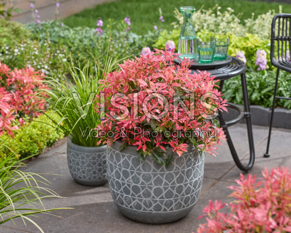 Pieris Pink Forest