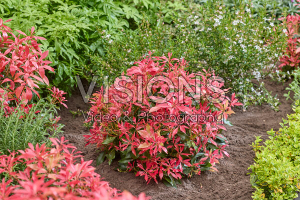 Pieris Pink Forest