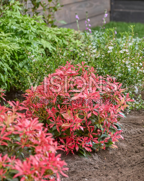 Pieris Pink Forest Pieris Pink Forest