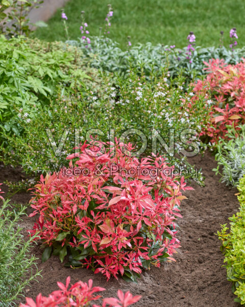 Pieris Pink Forest