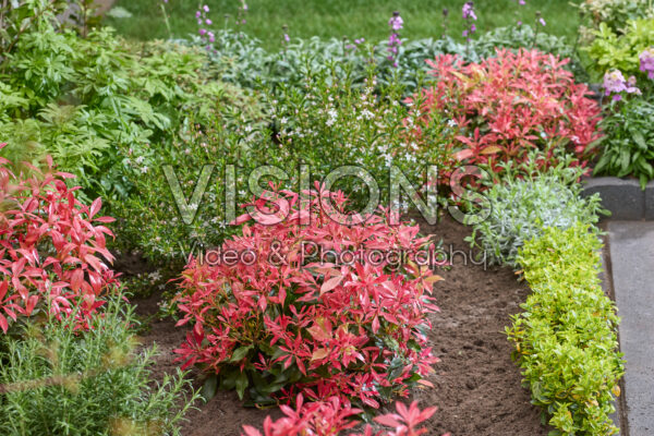 Pieris Pink Forest