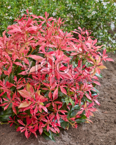 Pieris Pink Forest Pieris Pink Forest