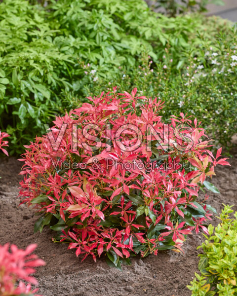 Pieris Pink Forest