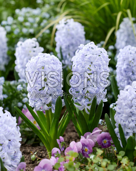 Hyacinthus Ice Blue Hyacinthus Ice Blue