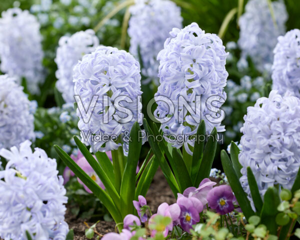 Hyacinthus Ice Blue