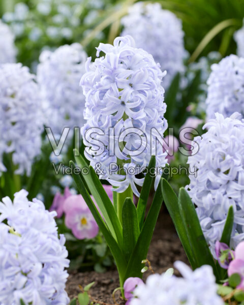 Hyacinthus Ice Blue