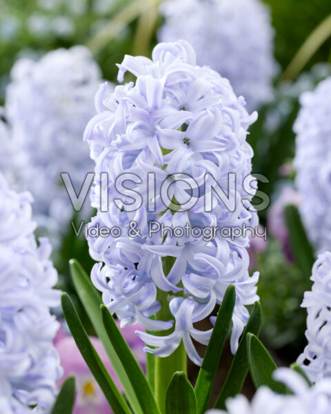 Hyacinthus Ice Blue