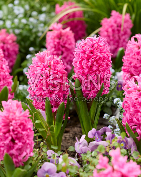 Hyacinthus Scarlet Pearl