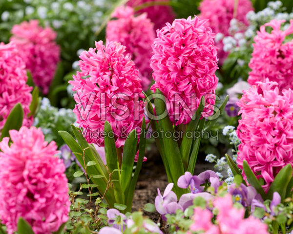 Hyacinthus Scarlet Pearl