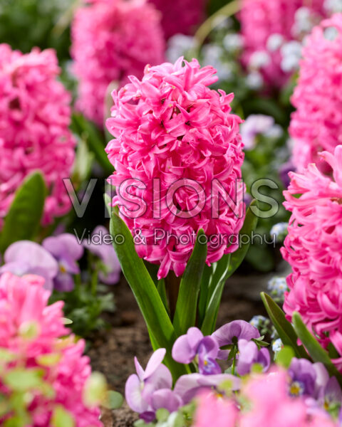 Hyacinthus Scarlet Pearl