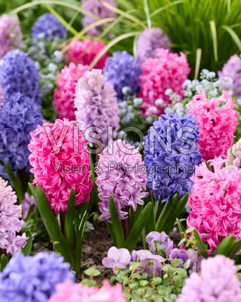 Hyacinthus mix