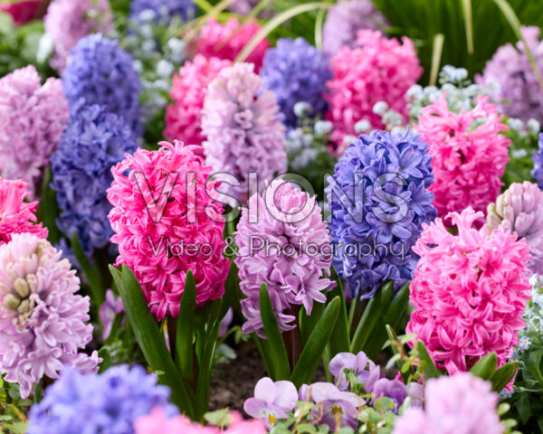 Hyacinthus mix