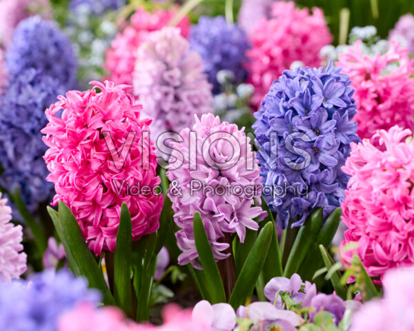 Hyacinthus mix