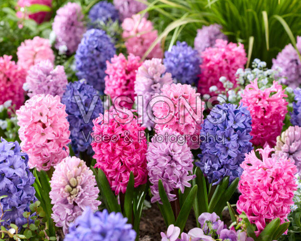 Hyacinthus mix