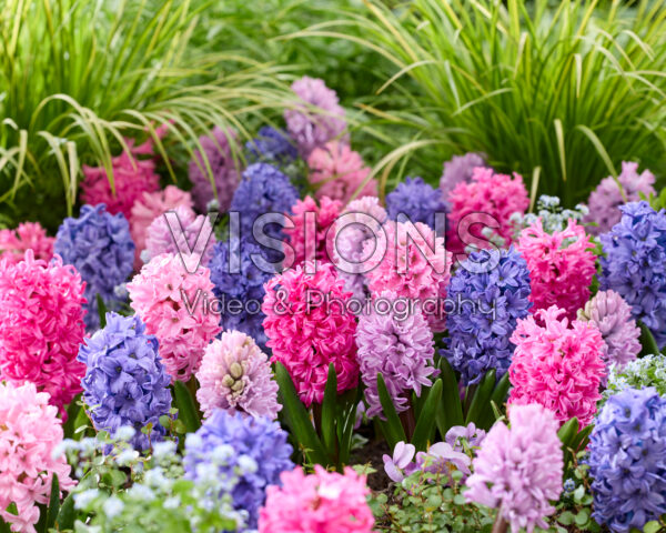 Hyacinthus mix