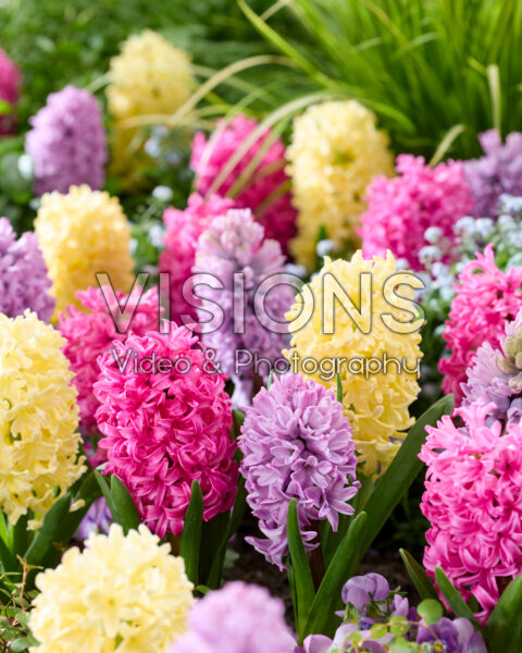 Hyacinthus mix