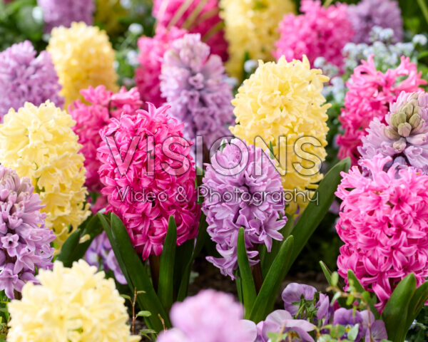Hyacinthus mix